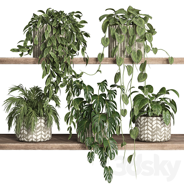 plants on shelf 17 3DS Max Model - thumbnail 2