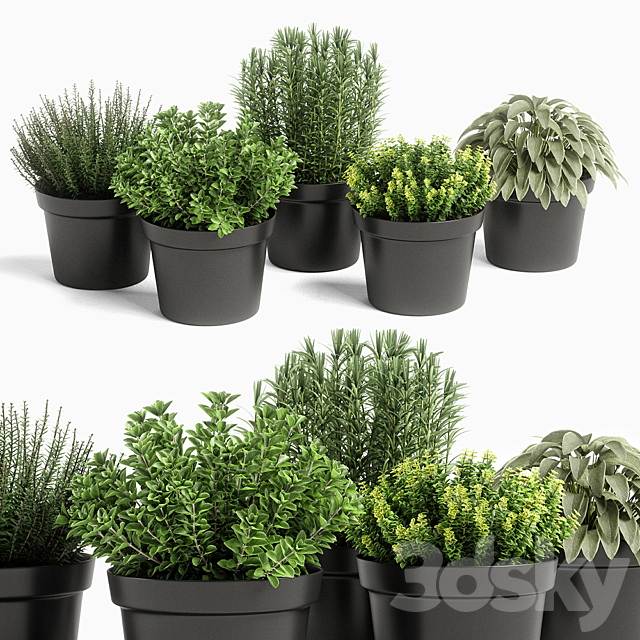 plants set 05 3DSMax File - thumbnail 1