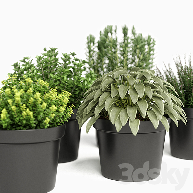 plants set 05 3DSMax File - thumbnail 2