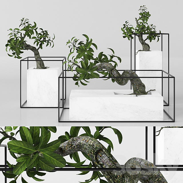 Plants tree 33 bonsai 3DSMax File - thumbnail 1