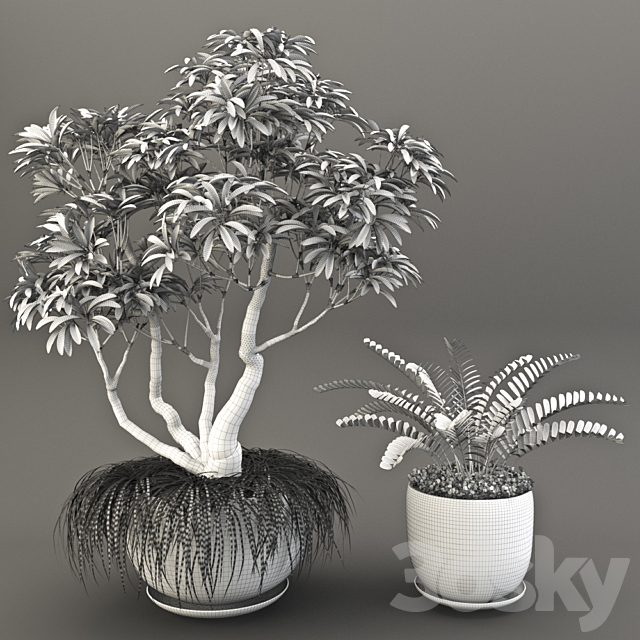 Plumeria Frangipane Tree 3DS Max Model - thumbnail 2