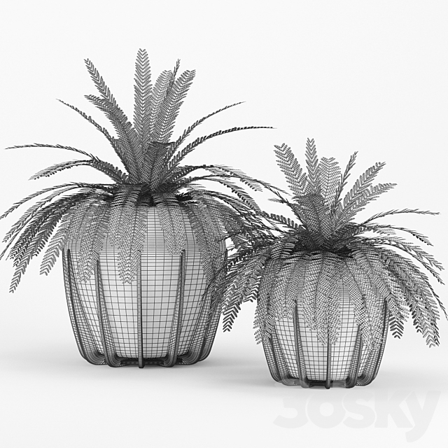 Polypodiophyta 3DSMax File - thumbnail 2