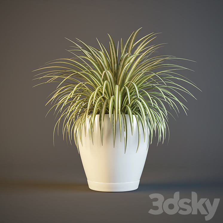 pot Chlorophytum 3DS Max - thumbnail 1