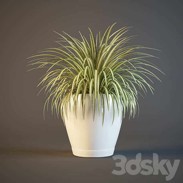 pot Chlorophytum 3DSMax File - thumbnail 1