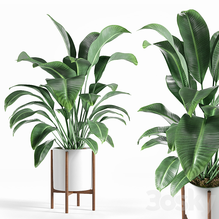 Pot plant 3DS Max - thumbnail 1