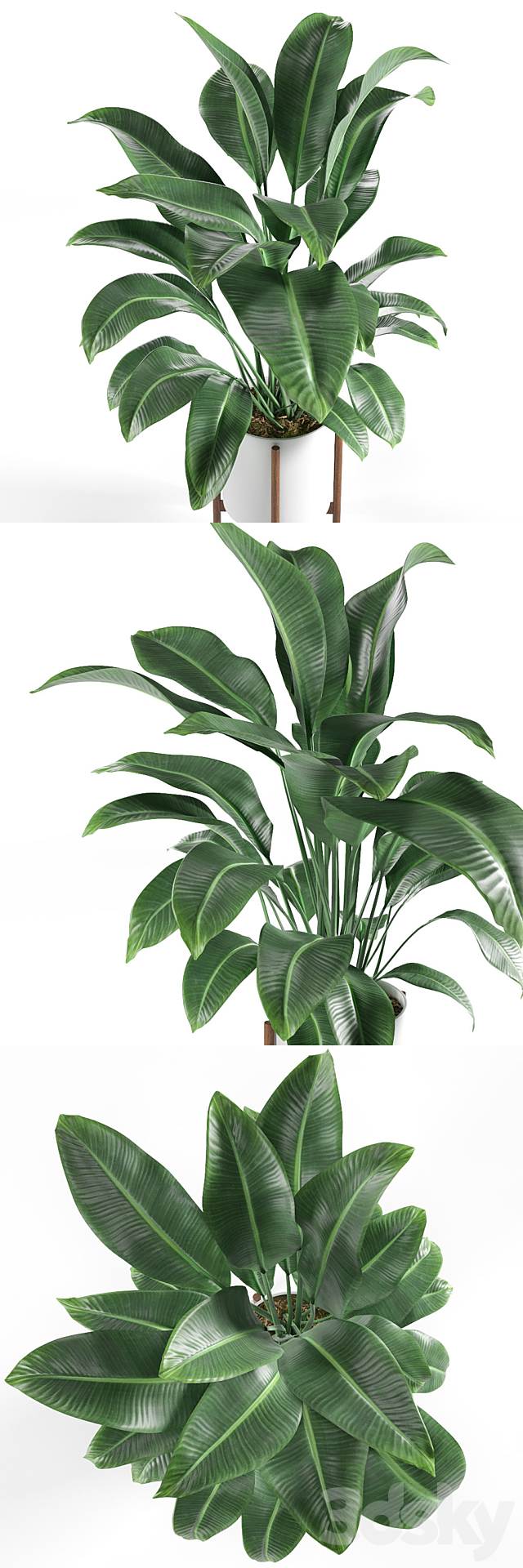 Pot plant 3DSMax File - thumbnail 2