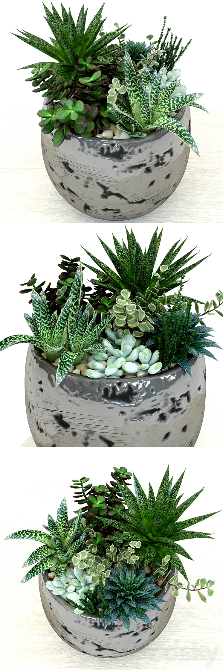 Pots with plants succulents 3DS Max - thumbnail 2