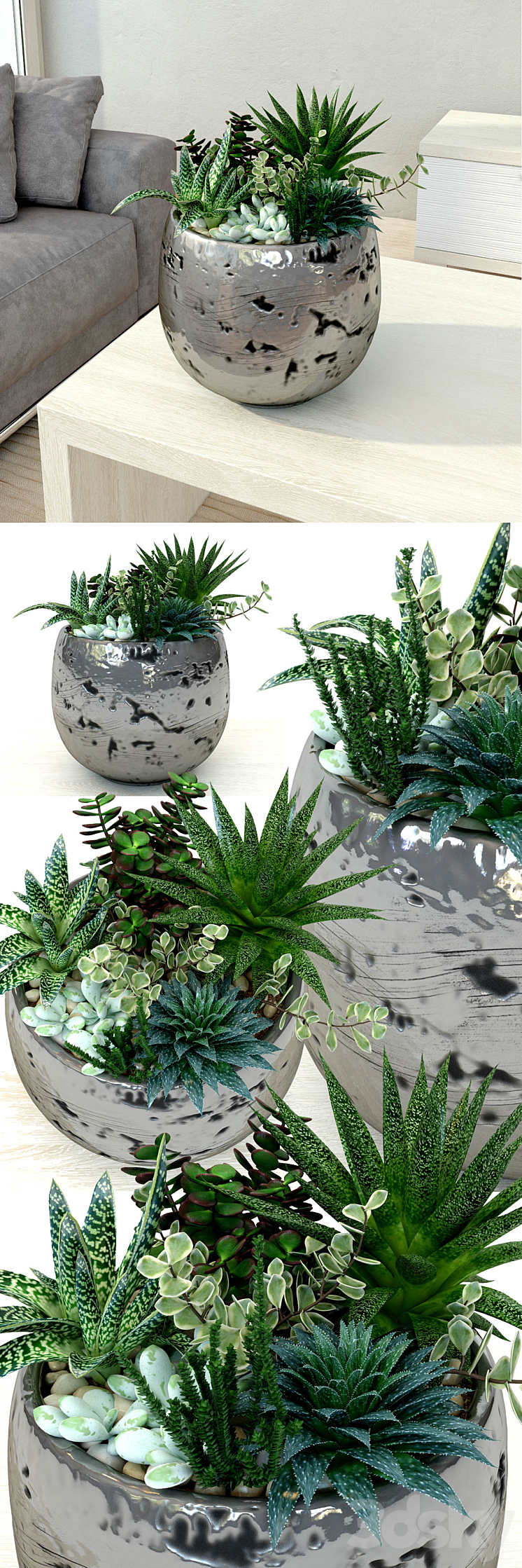 Pots with plants succulents 3DS Max - thumbnail 1