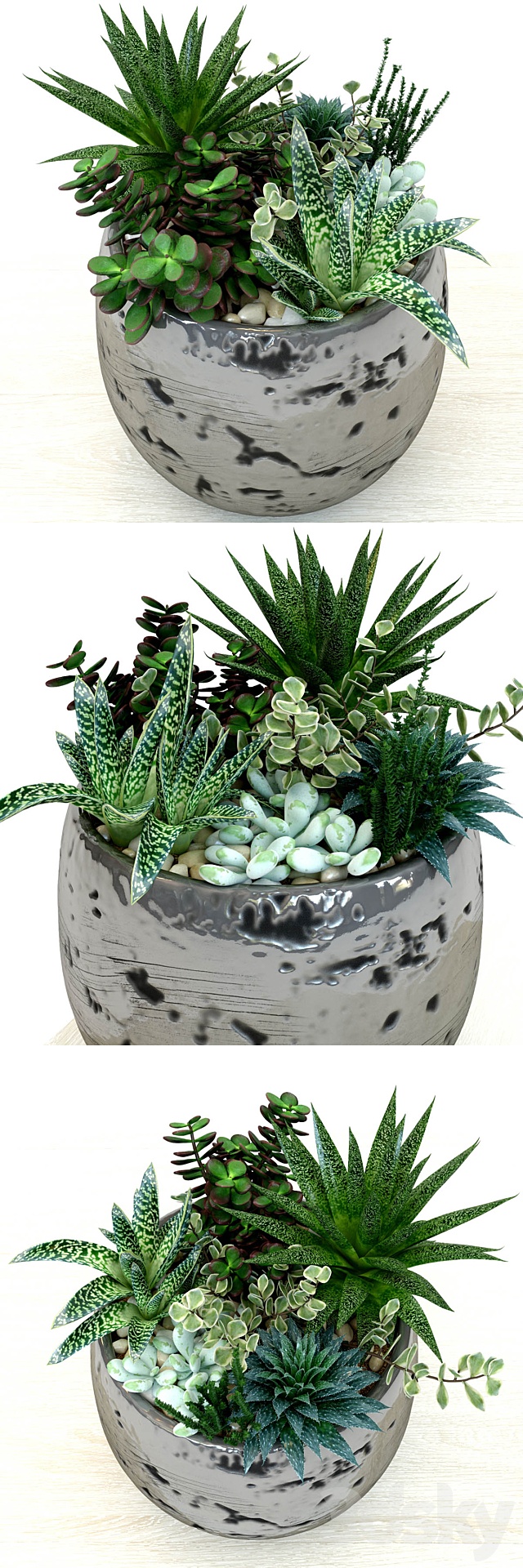 Pots with plants succulents 3DSMax File - thumbnail 2