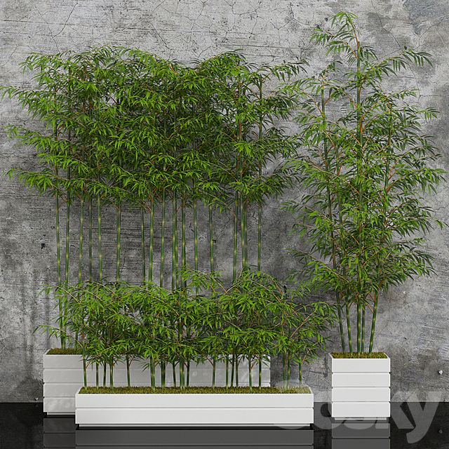 Potted bamboo 01 3DSMax File - thumbnail 1