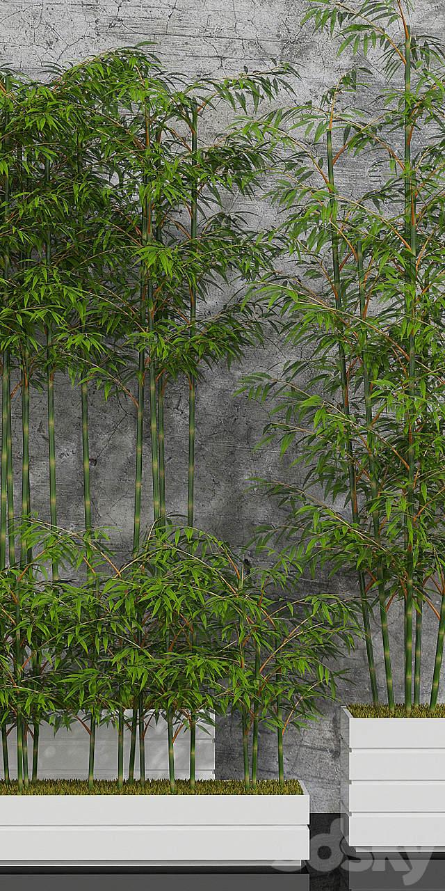 Potted bamboo 01 3DSMax File - thumbnail 2