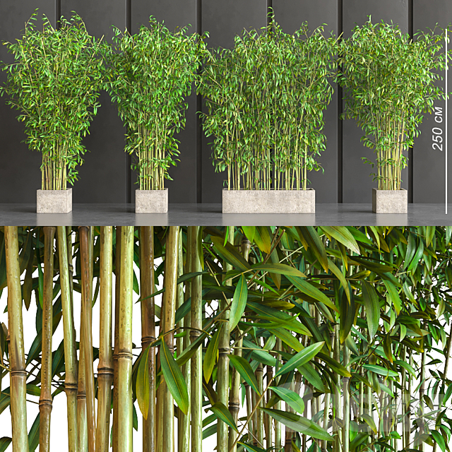 potted bamboo 3DSMax File - thumbnail 1