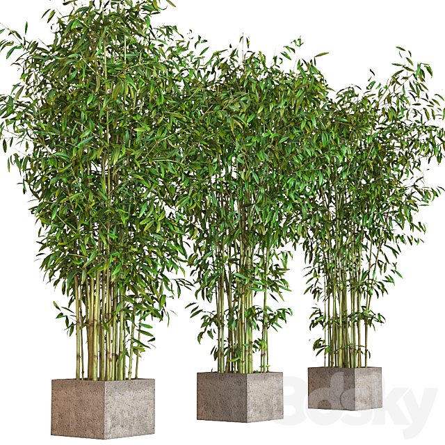 potted bamboo 3DSMax File - thumbnail 2