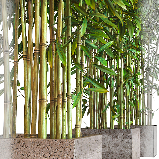 Potted Bamboo 3DSMax File - 3ds Max Files