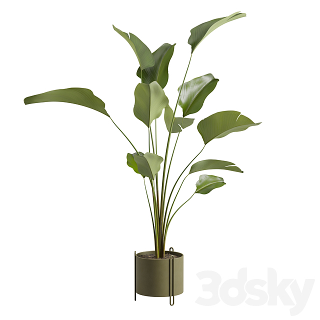 Potted Calathea Lutea 3ds Max - thumbnail 1