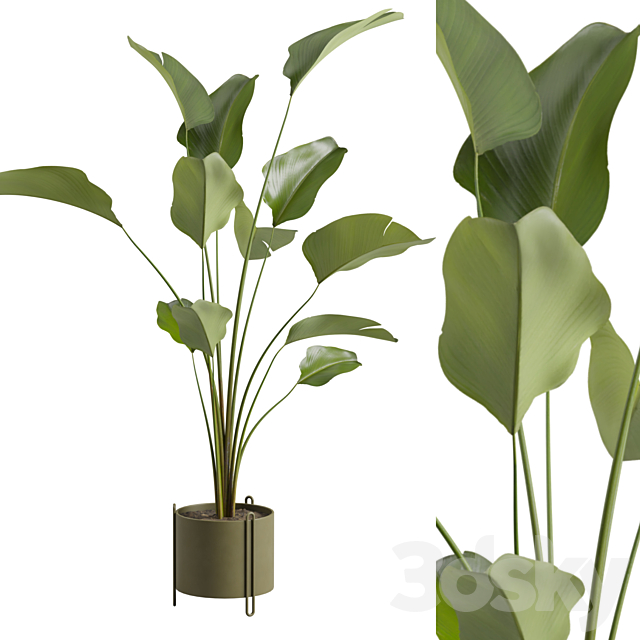 Potted Calathea Lutea 3ds Max - thumbnail 2