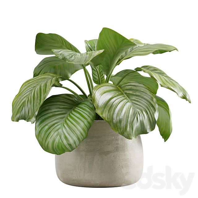 Potted calathea orbifolia 3ds Max - thumbnail 1