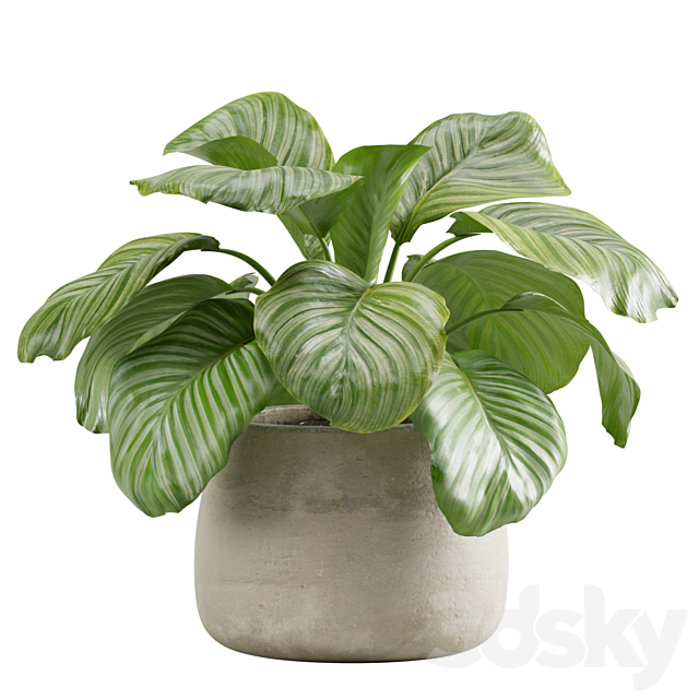 Potted calathea orbifolia 3ds Max - thumbnail 2