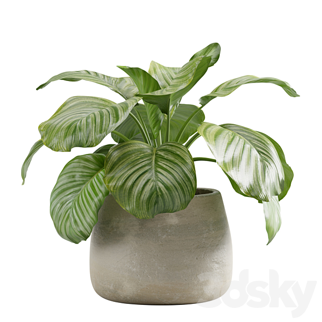 Potted calathea orbifolia 3ds Max - thumbnail 3