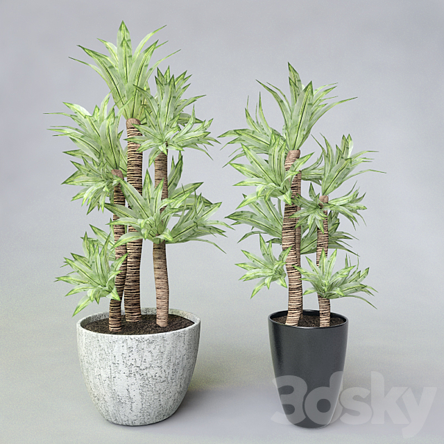 Potted plant 3DSMax File - thumbnail 1