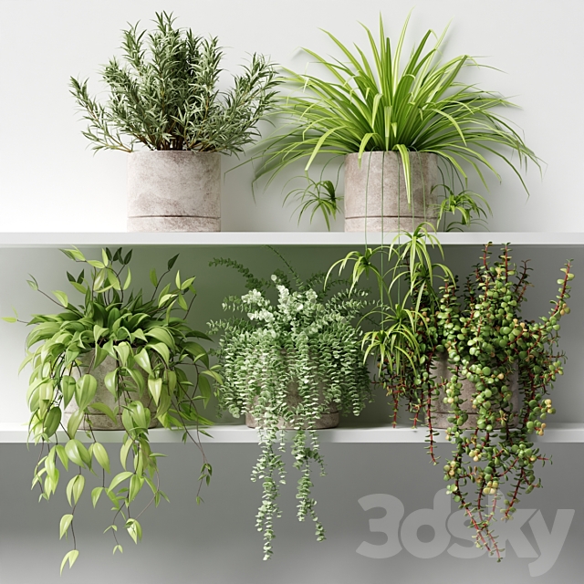 Potted plants on the shelf 3ds Max - thumbnail 1