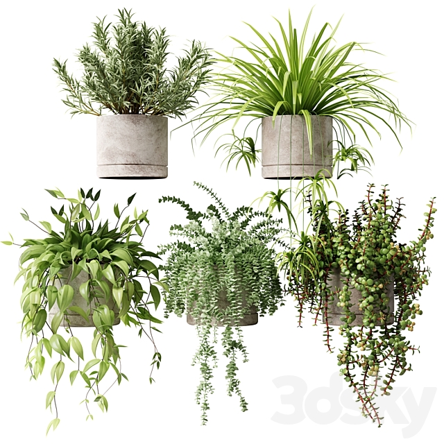 Potted plants on the shelf 3ds Max - thumbnail 2