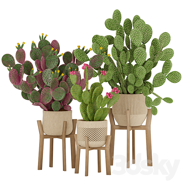 Prickly Cactus Set 3ds Max - thumbnail 1