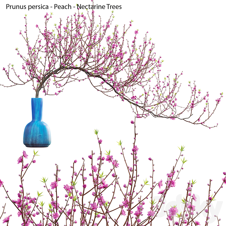 Prunus persica – Peach – Nectarine Trees – 04 3DS Max Model - thumbnail 1