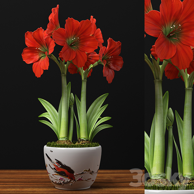 RED AMARYLLIS 3DS Max - thumbnail 1