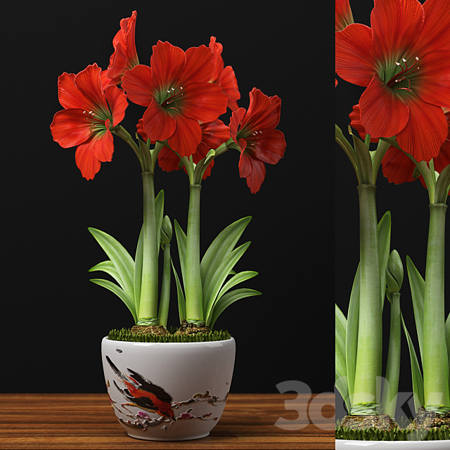 RED AMARYLLIS 3DSMax File - thumbnail 1