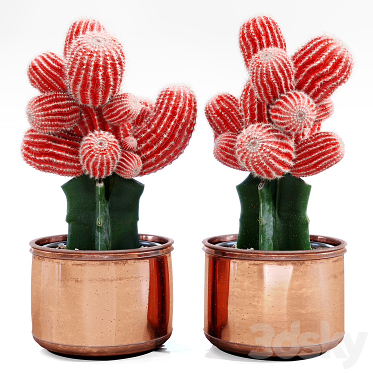 Red Cactus 3DS Max - thumbnail 1