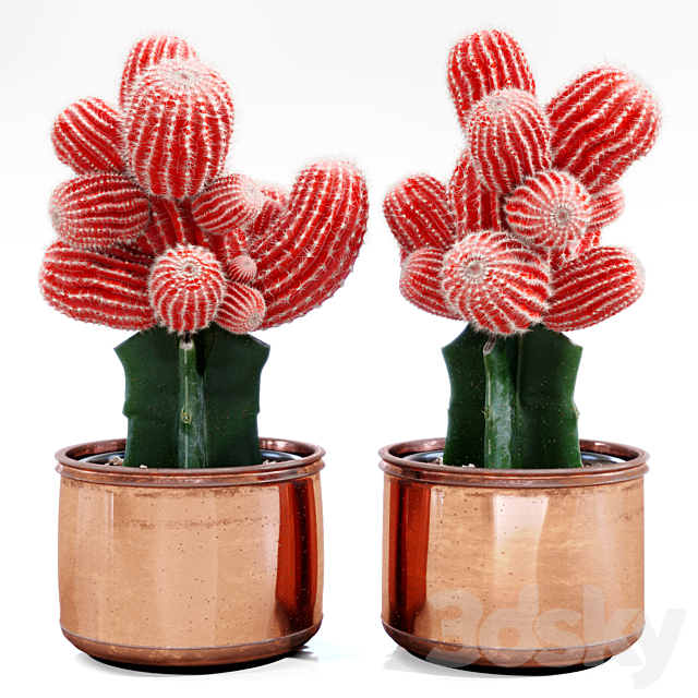 Red Cactus 3DSMax File - thumbnail 1