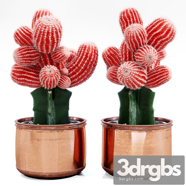 Red cactus - thumbnail 1