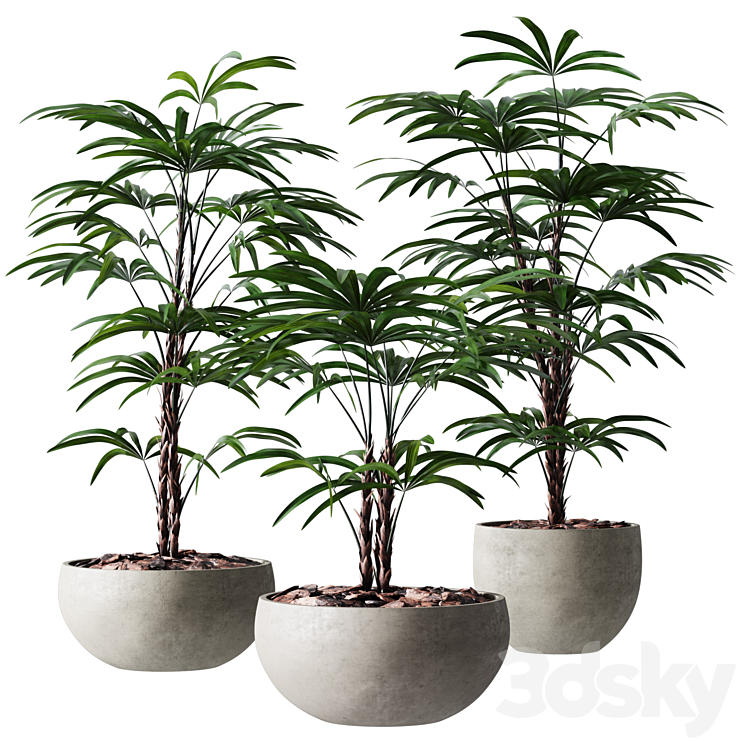 Rhapis Humilis Vase Plant 3DS Max Model - thumbnail 1