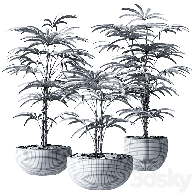 Rhapis Humilis Vase Plant 3DS Max Model - thumbnail 2