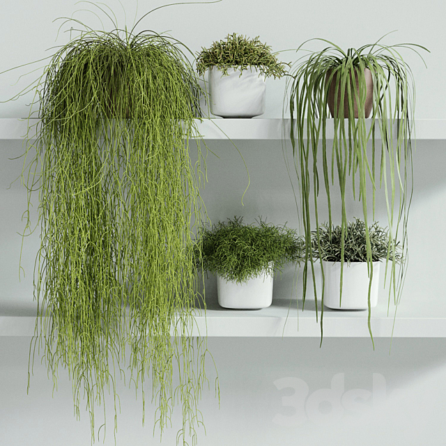 RHIPSALIS Set 01 3DSMax File - thumbnail 1