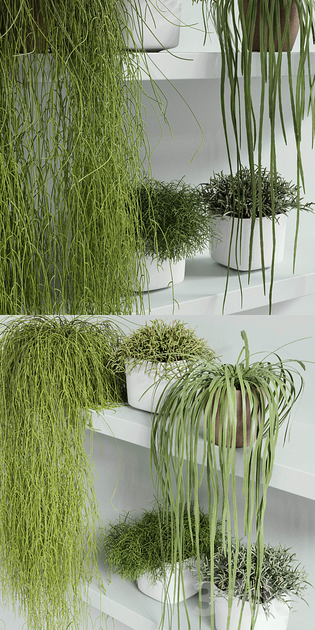 RHIPSALIS Set 01 3DSMax File - thumbnail 2