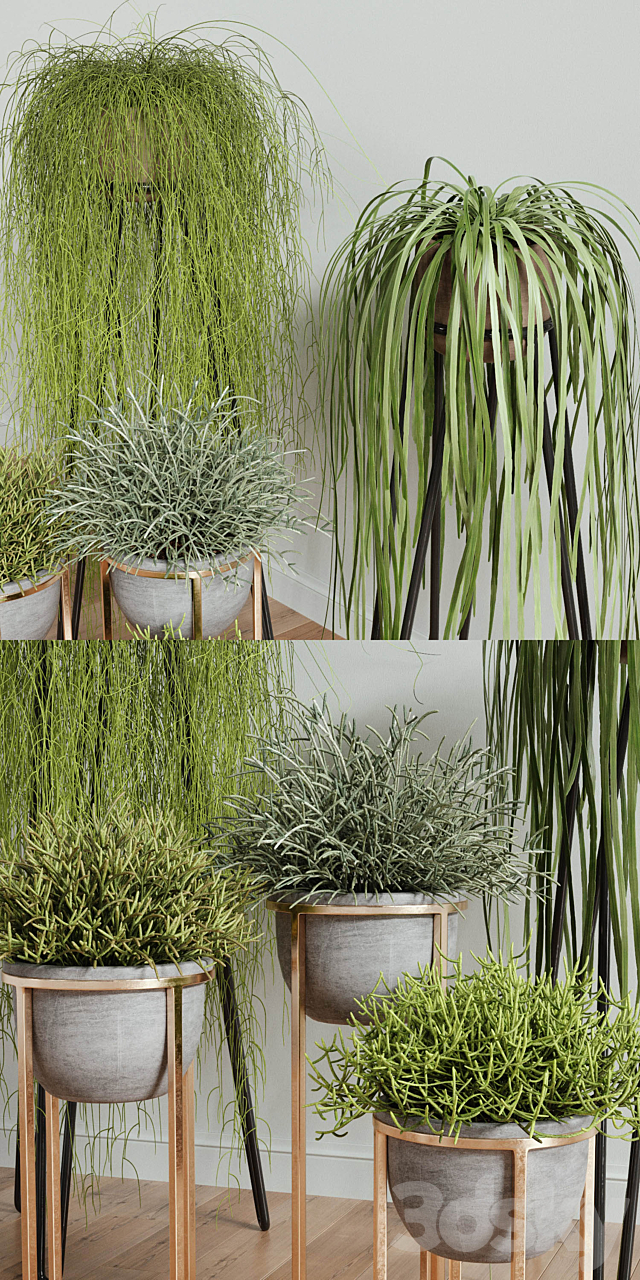 RHIPSALIS Set 02 3DSMax File - thumbnail 2