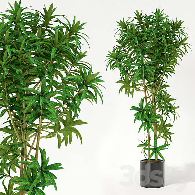 Room plant 3DSMax File - thumbnail 1