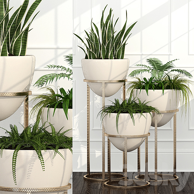 Room plants 14 3DSMax File - thumbnail 1