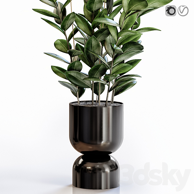 Rubber Plant 2 in modern vase 3DSMax File - thumbnail 3