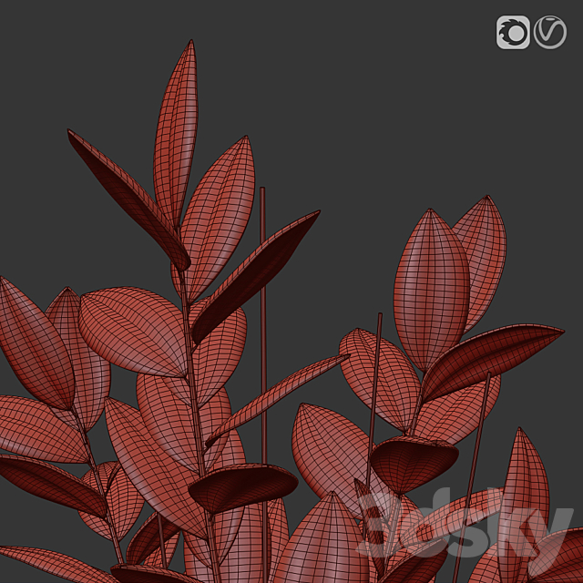 Rubber Plant 2 in modern vase 3DSMax File - thumbnail 4