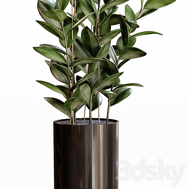 Rubber plant 3DS Max Model - thumbnail 4