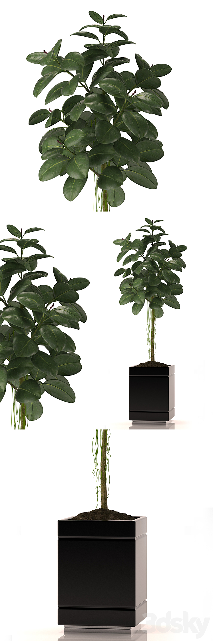 RUBBER PLANTS 22 3DS Max - thumbnail 1