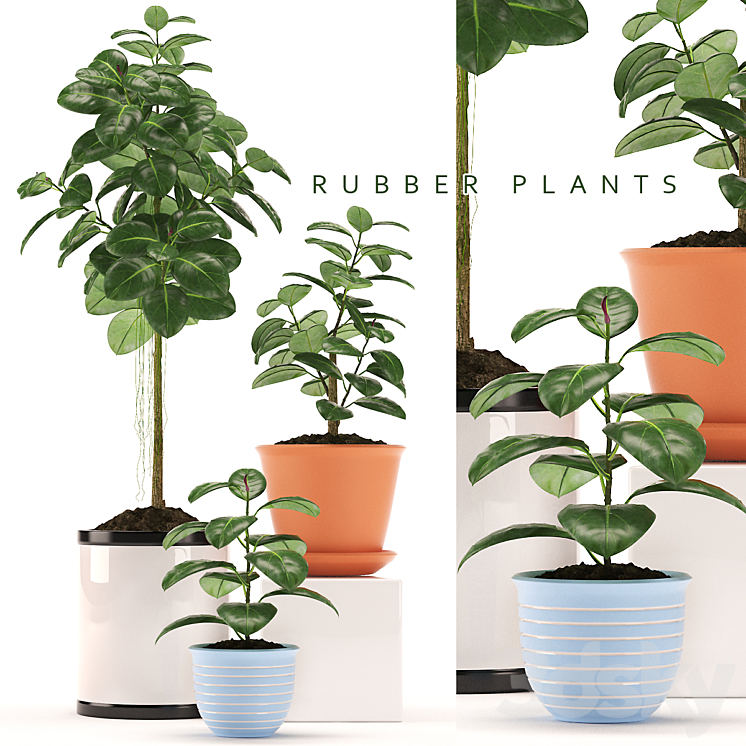 RUBBER PLANTS 47 3DS Max - thumbnail 1