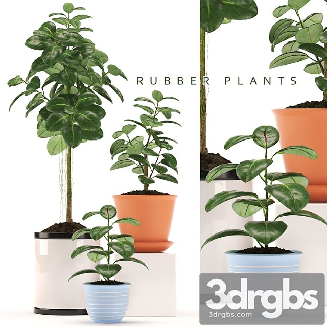 Rubber plants 47 - thumbnail 1