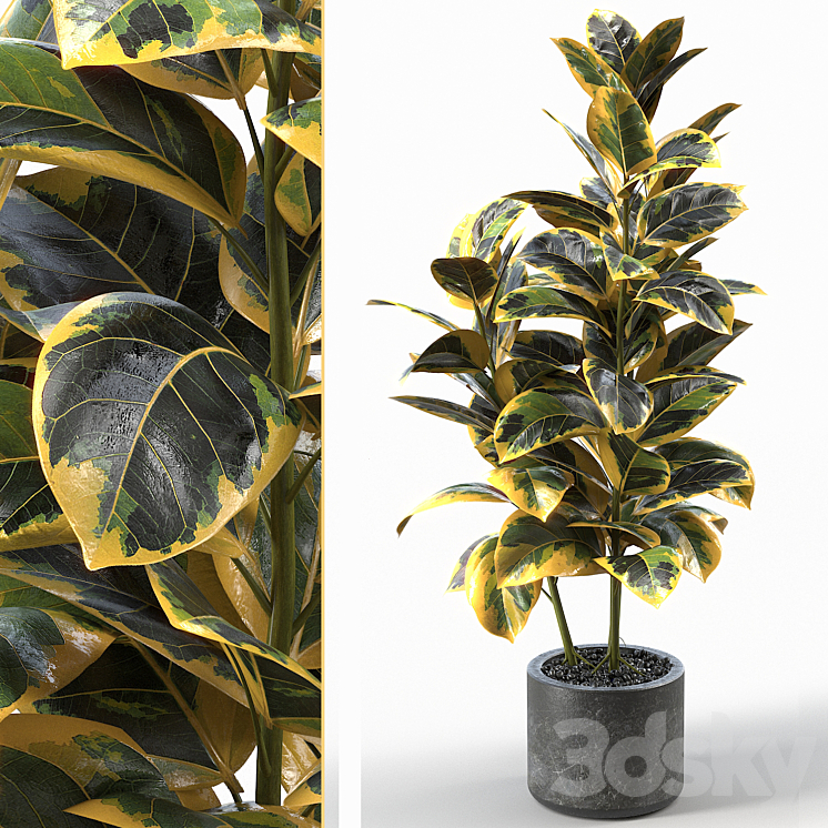 Rubber Tree 004 3DS Max - thumbnail 1