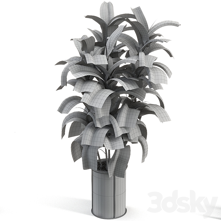 rubber tree 019 3DS Max Model - thumbnail 2