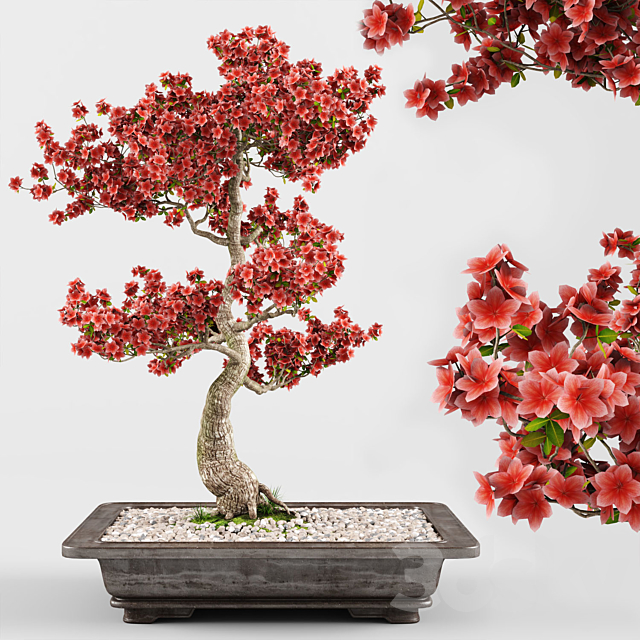 Sakura Bonsai Tree 02 3DSMax File - thumbnail 1