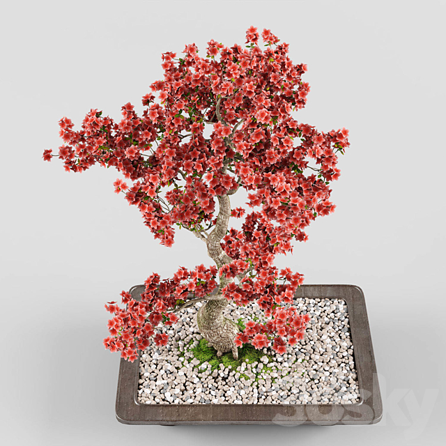 Sakura Bonsai Tree 02 3DSMax File - thumbnail 2